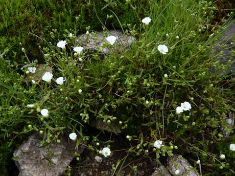 Image of One-Flower Stitchwort