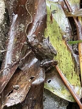 Image of Muller's toad