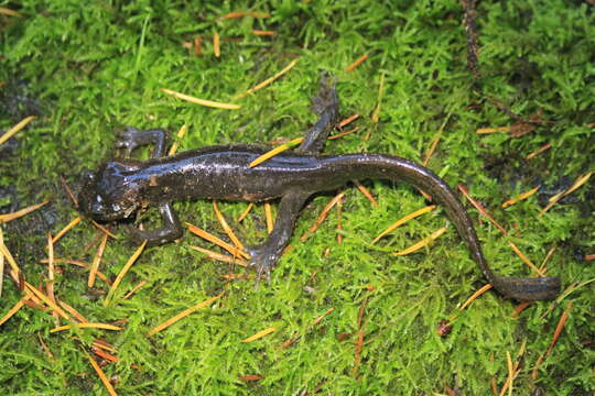 Image of Northwestern Salamander