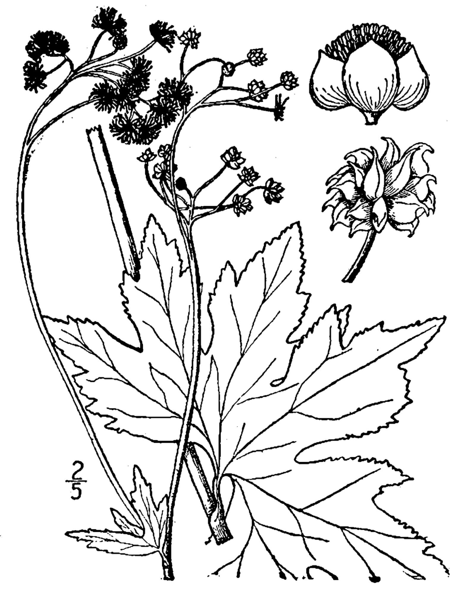 Image of bugbane