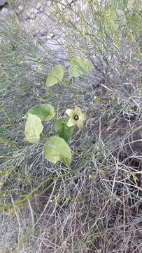 Image of Matelea suberifera (Robinson) W. D. Stevens