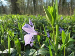 Image of Common Periwinkle