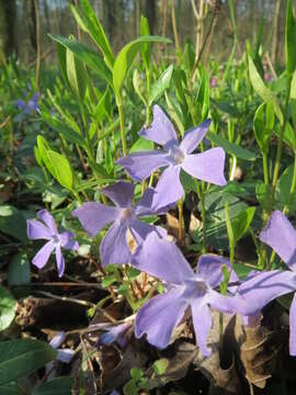 Image of Common Periwinkle