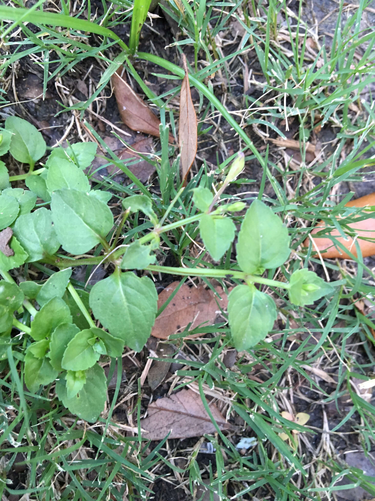 Mecardonia procumbens (Mill.) Small resmi