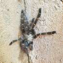 Image of Orange Baboon Tarantula