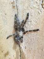 Image of Orange Baboon Tarantula