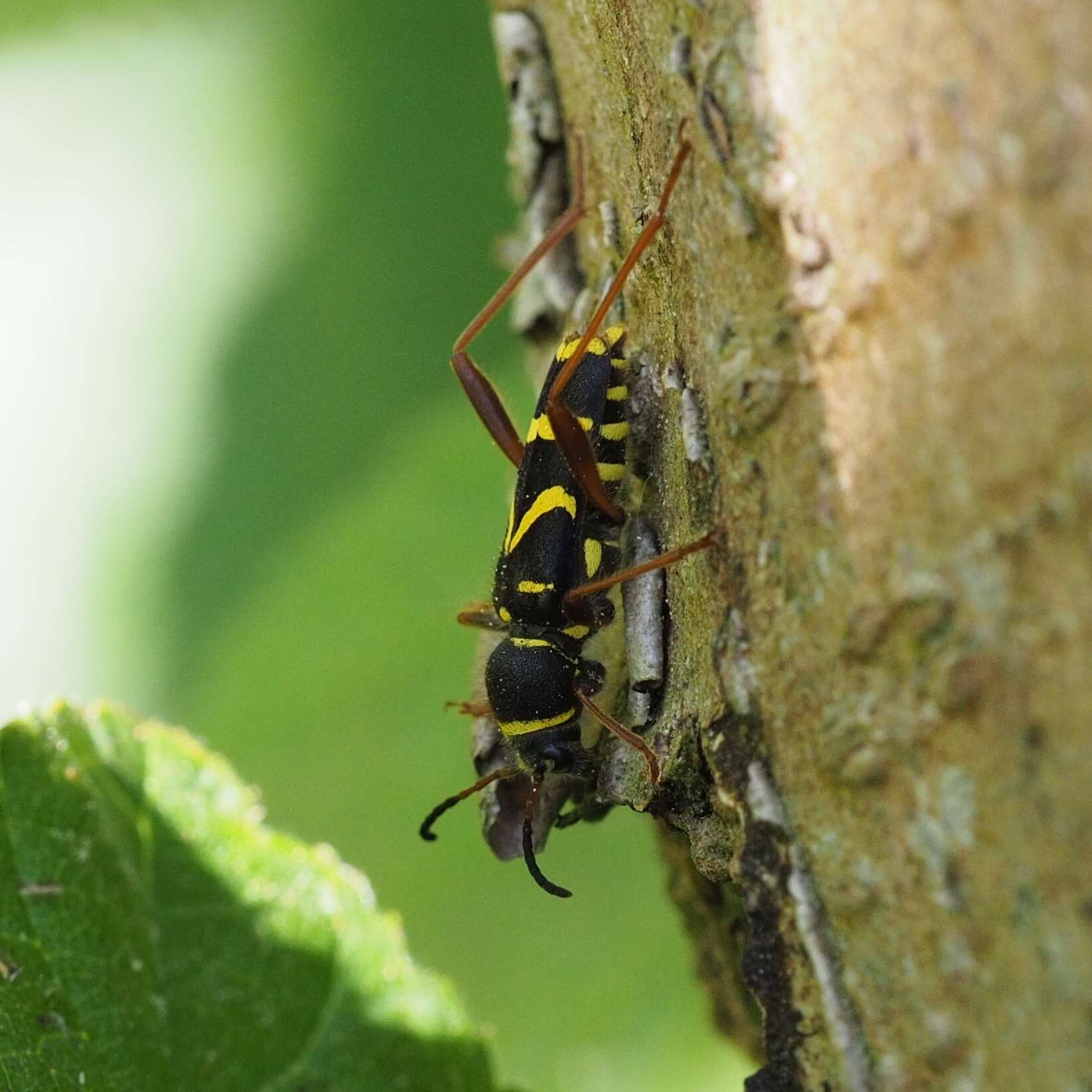 Image of Wasp beetle