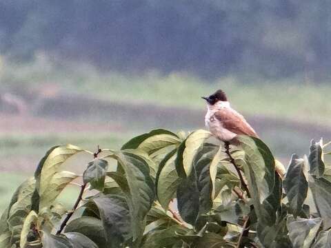 Image of Sooty-headed Bulbul