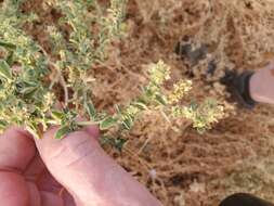 Image de Atriplex suberecta Verdoorn