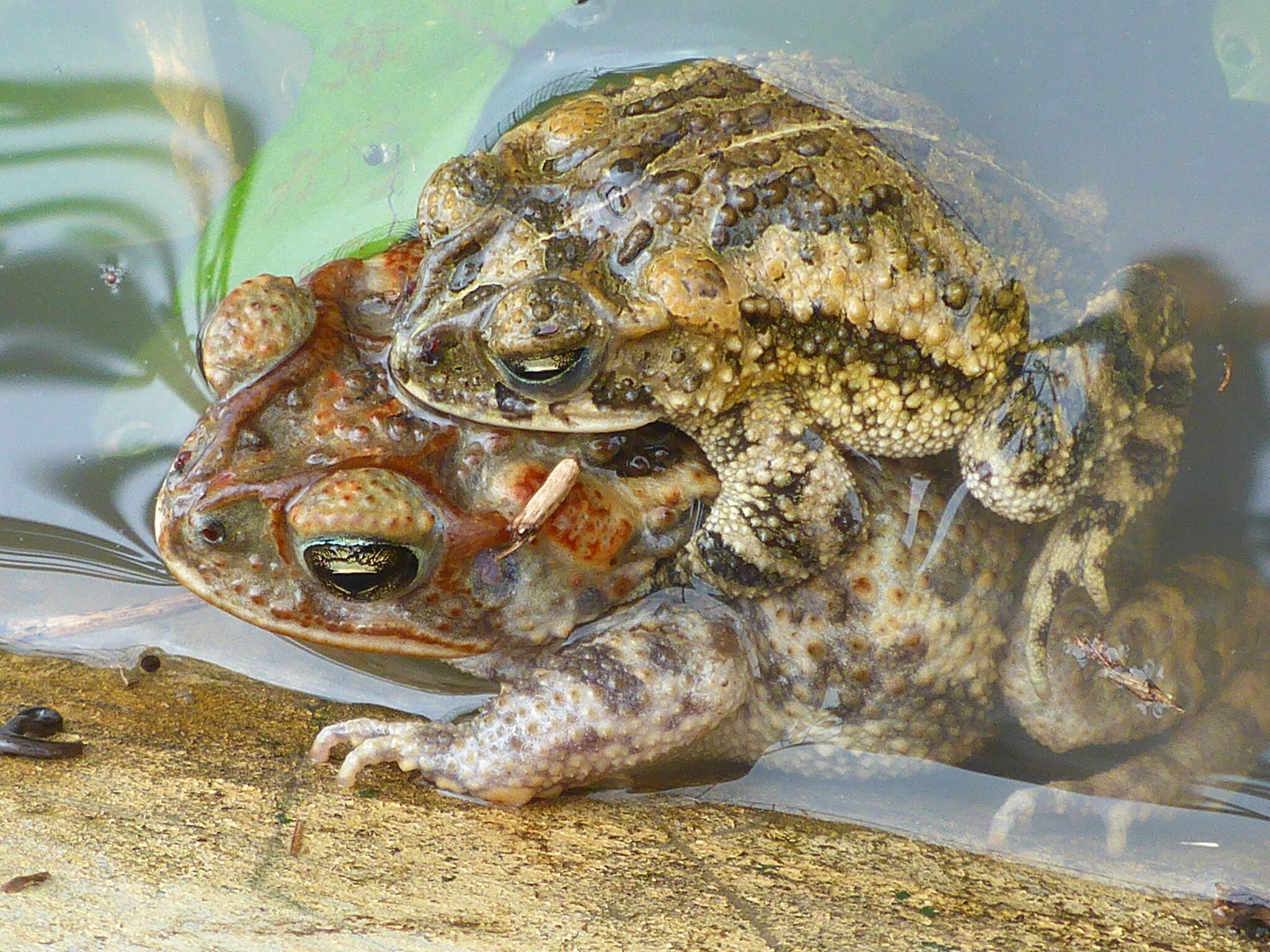 Image of Southern Round-gland Toad