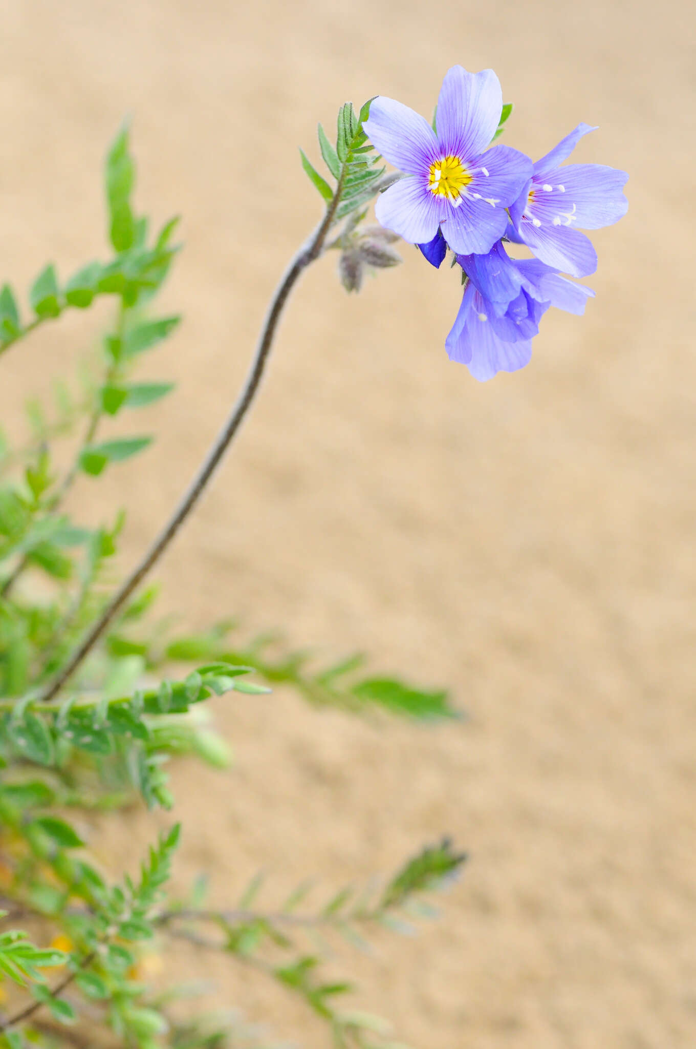 Слика од Polemonium boreale Adams