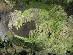 Image of Common limpet