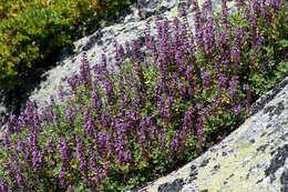 Image of Teucrium salviastrum Schreb.