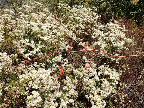 Image of scarlet larkspur