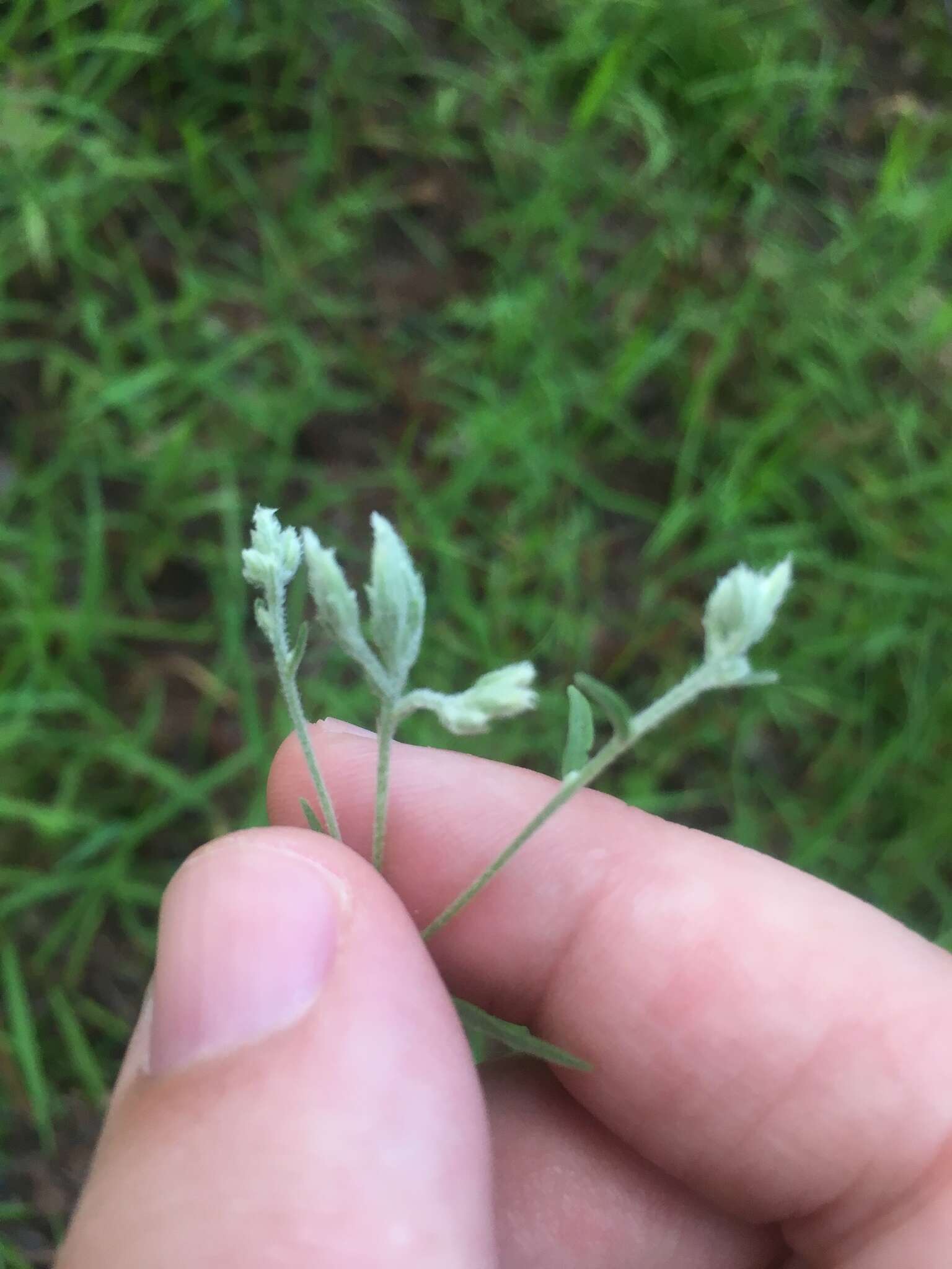 Eupatorium leucolepis (DC.) Torr. & A. Gray resmi