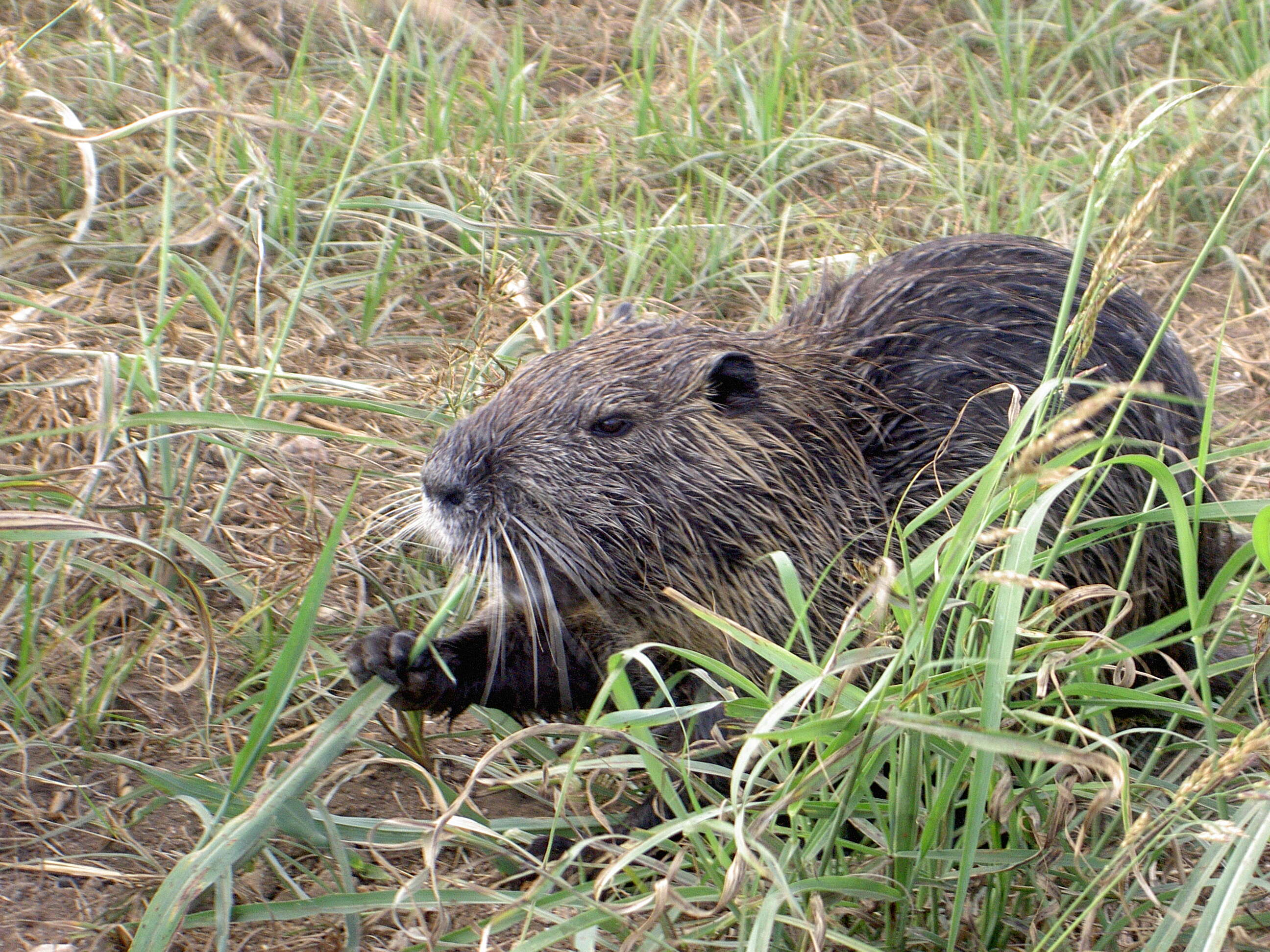 Image of River Rats