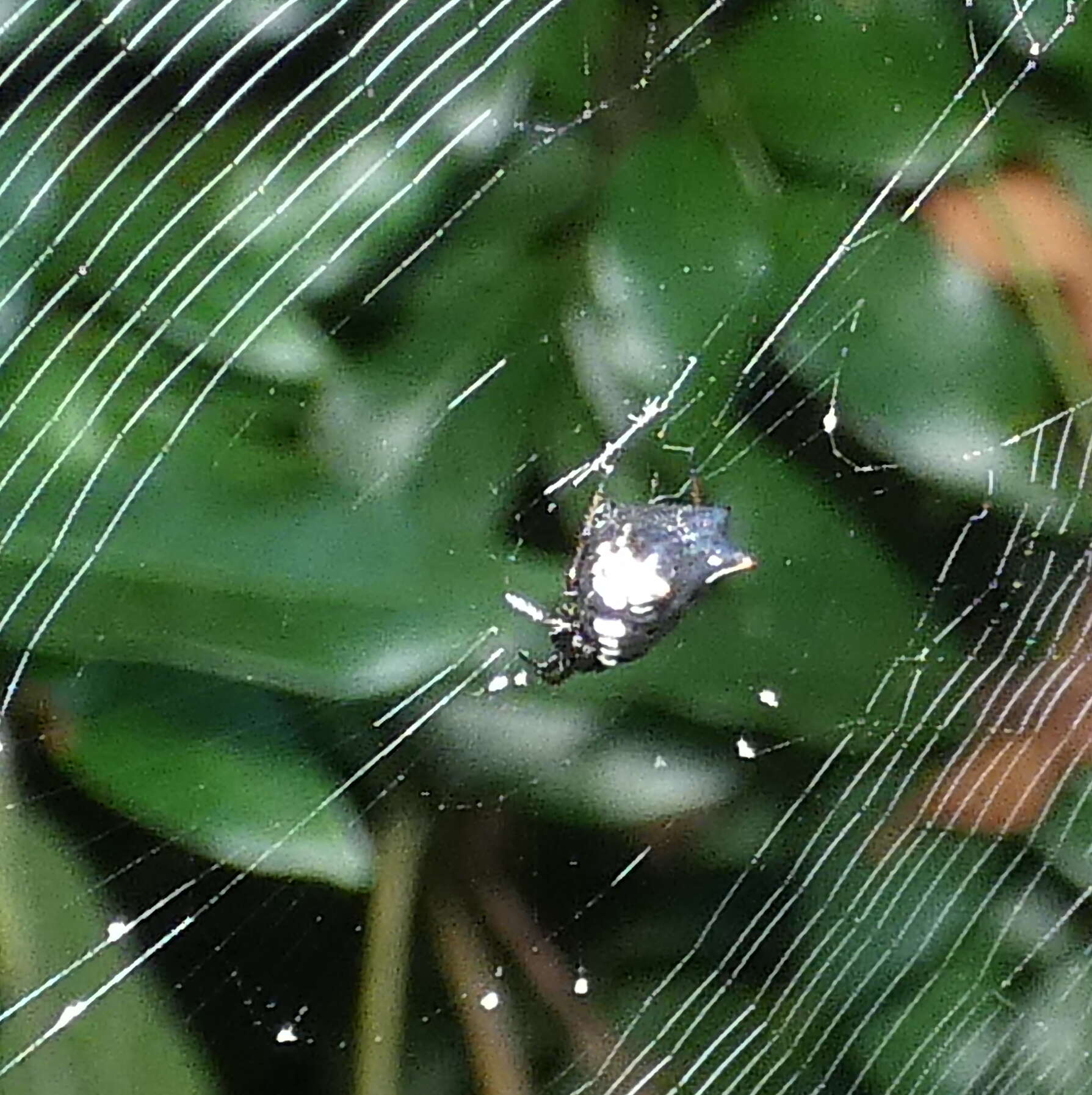 Image of Micrathena fidelis (Banks 1909)