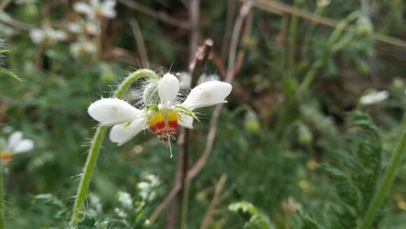 Image of Blumenbachia insignis Schrad.