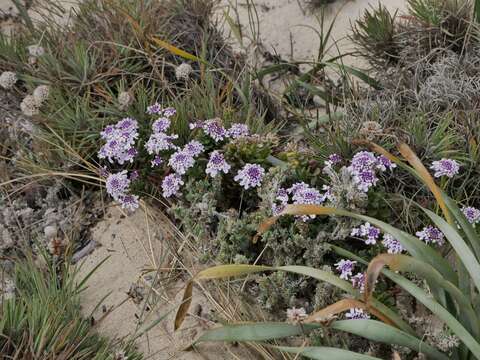 صورة Iberis procumbens subsp. procumbens