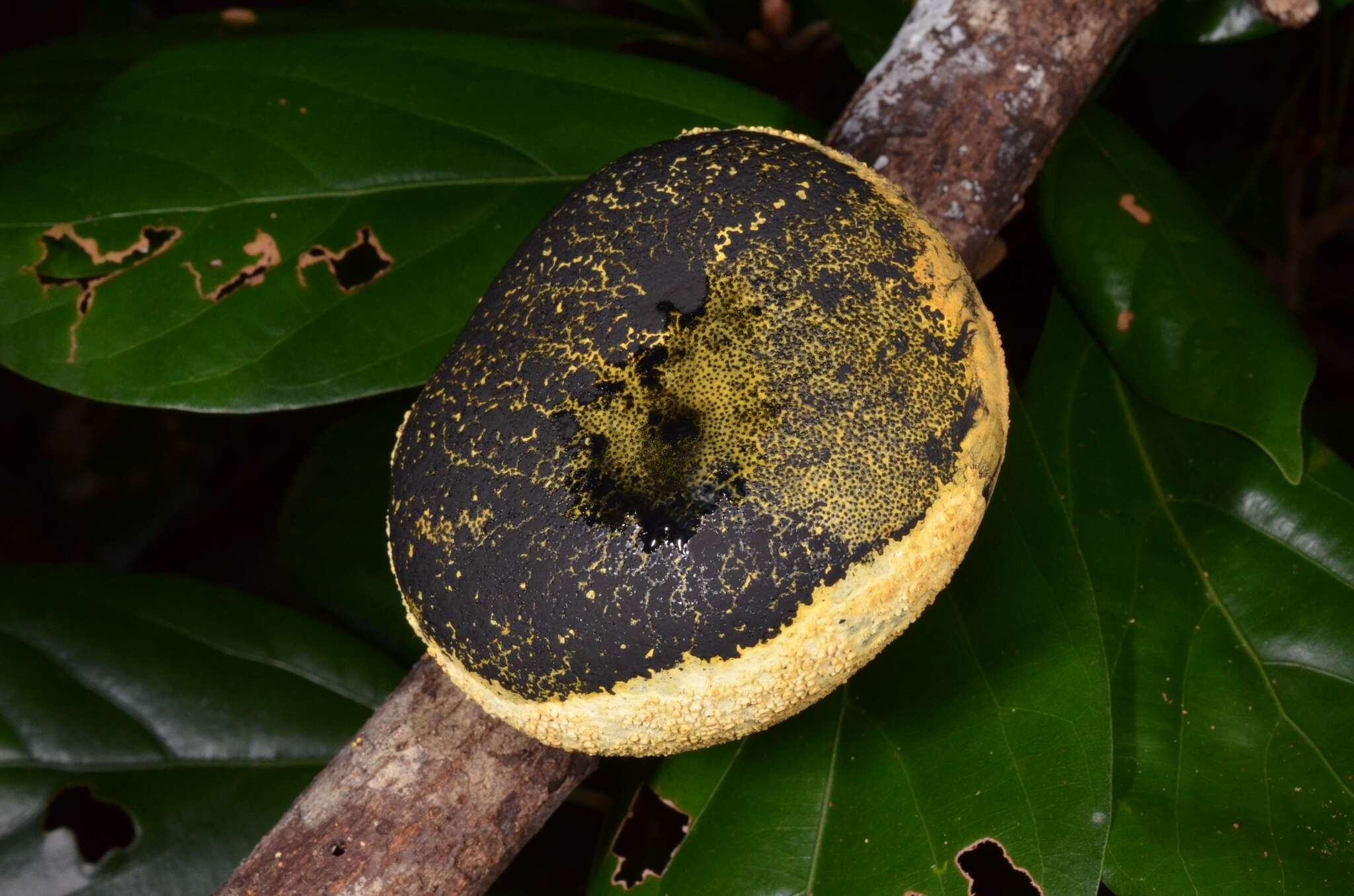 صورة Xylaria compuncta (Jungh.) Berk. 1854