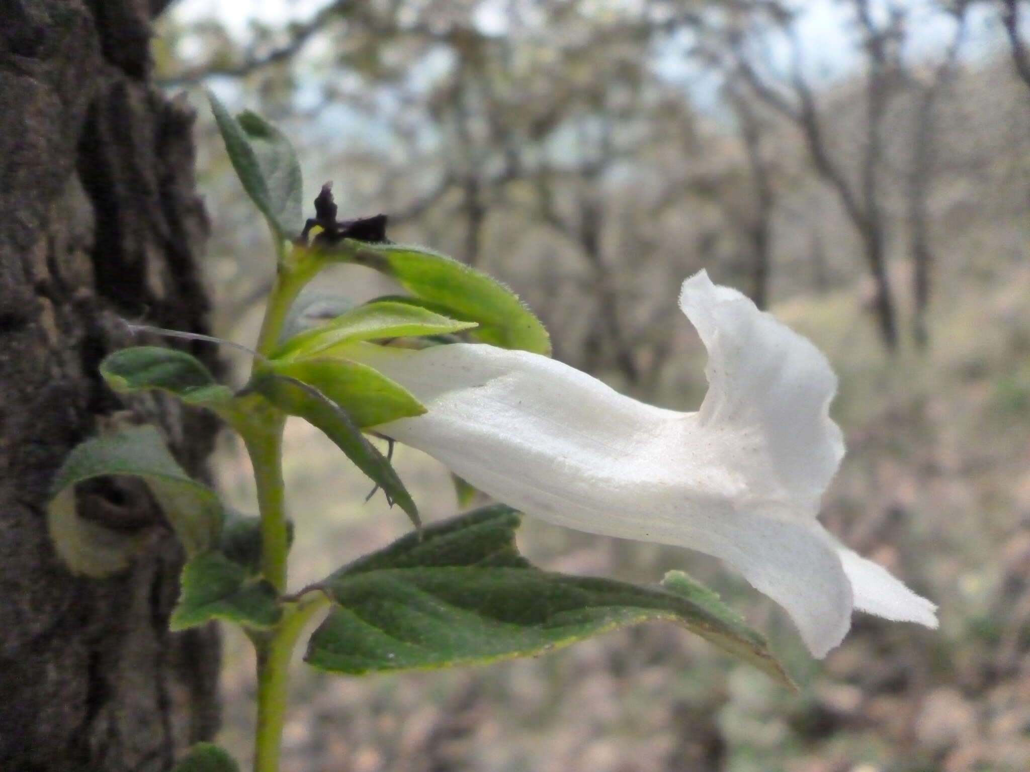 Image of Achimenes glabrata (Zucc.) Fritsch