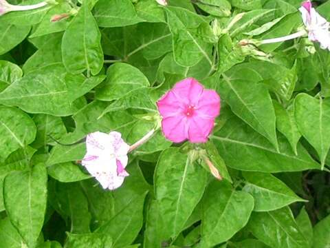 Image of Four o'Clock flower