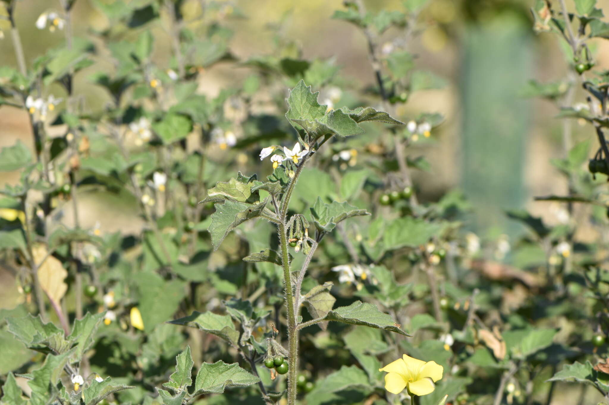 Image of hairy nightshade