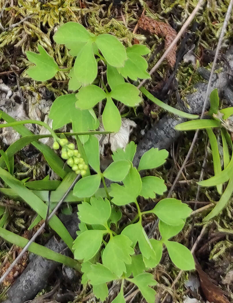 Image of Tofieldia cernua Sm.