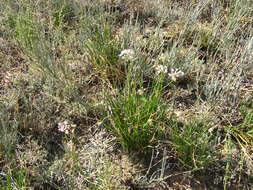 Image of Allium oreoprasum Schrenk