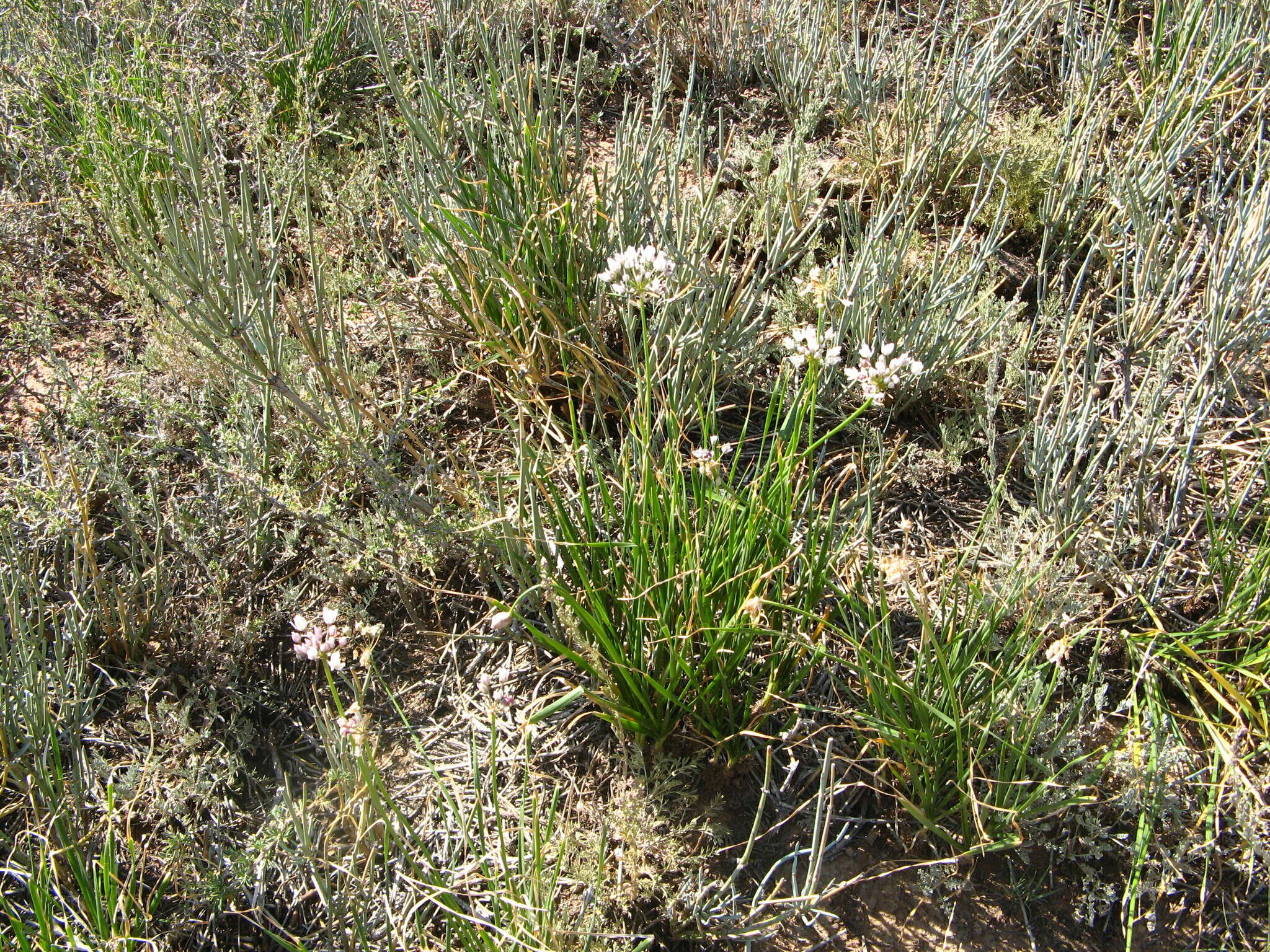 Image of Allium oreoprasum Schrenk