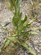 Image of wand mullein