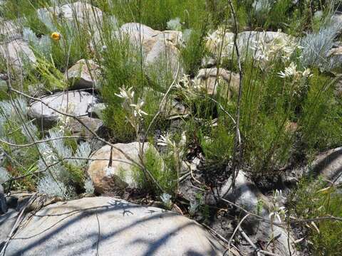 Image of Disa harveyana subsp. longicalcarata S. D. Johnson & H. P. Linder