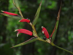 Image of Shining False-Bird-of-Paradise