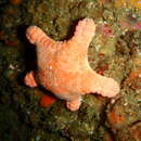 Image of Cobbled starfish