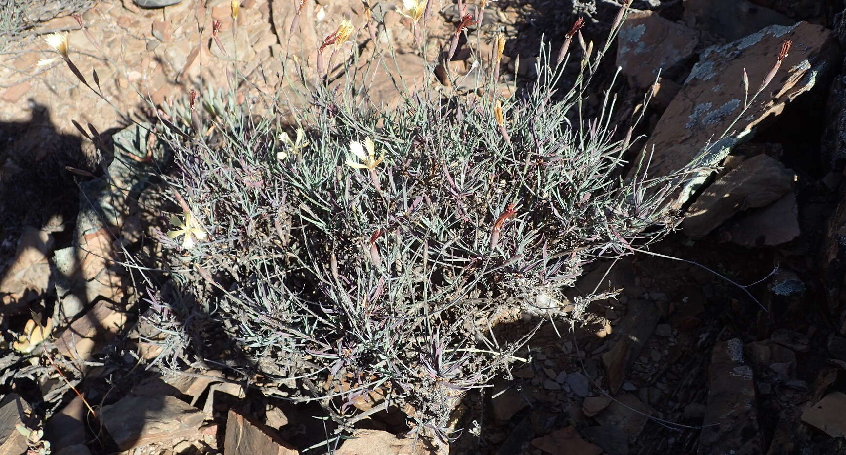 Image of Dianthus namaensis Schinz