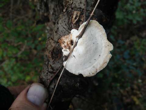 Image of Trametes gibbosa (Pers.) Fr. 1838