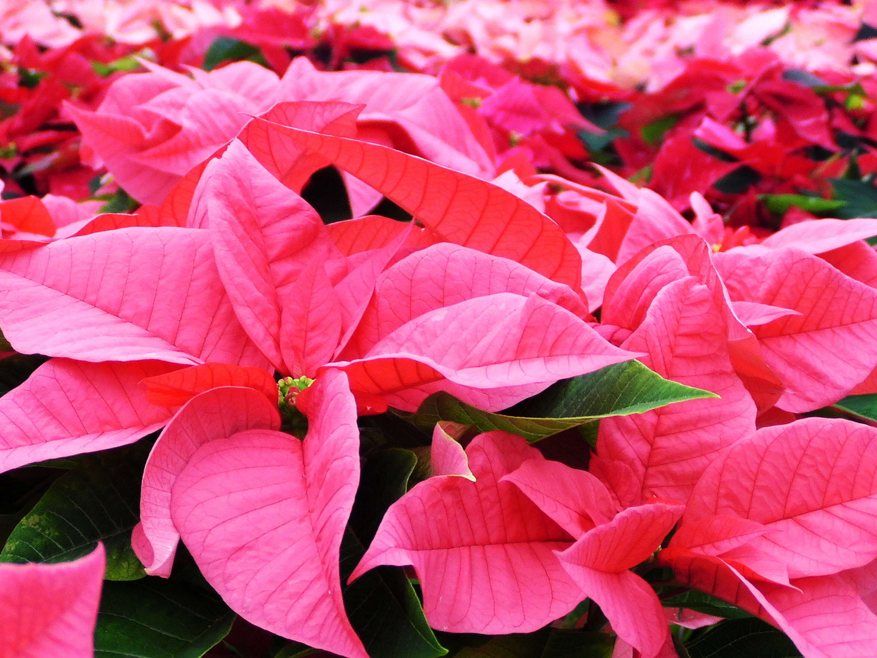 Image of poinsettia