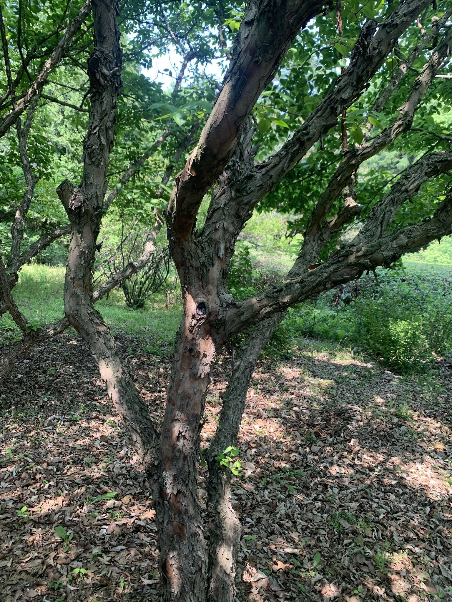 Plancia ëd Cornus officinalis Siebold & Zucc.