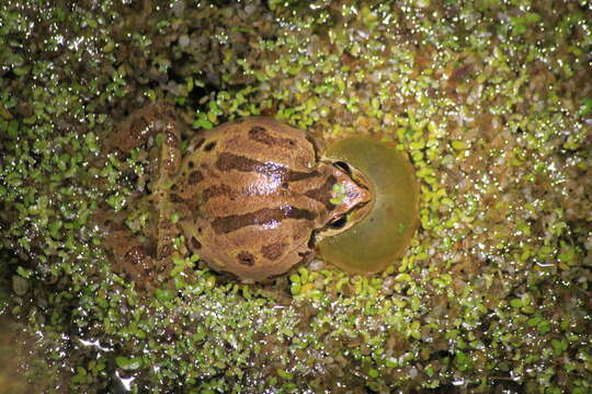 Image de Rainette du Pacifique