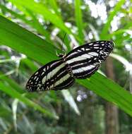 Pseudoneptis bugandensis Stoneham 1935 resmi