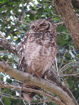 Image of Spotted Eagle-Owl