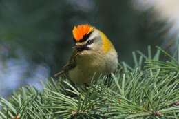 Image of Common Firecrest