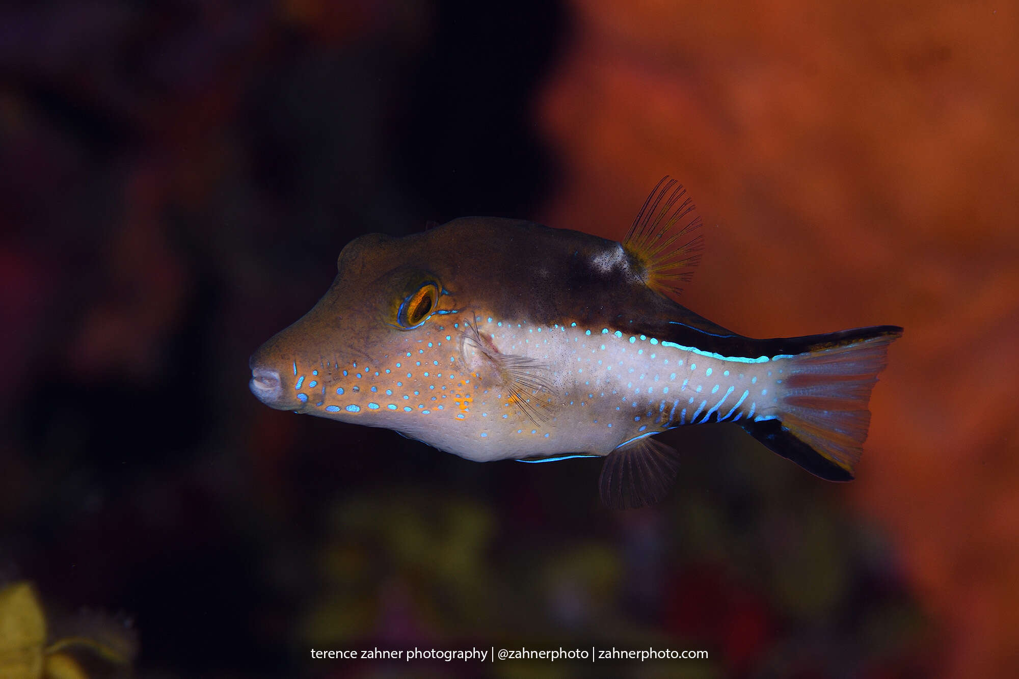 Слика од Canthigaster rostrata (Bloch 1786)