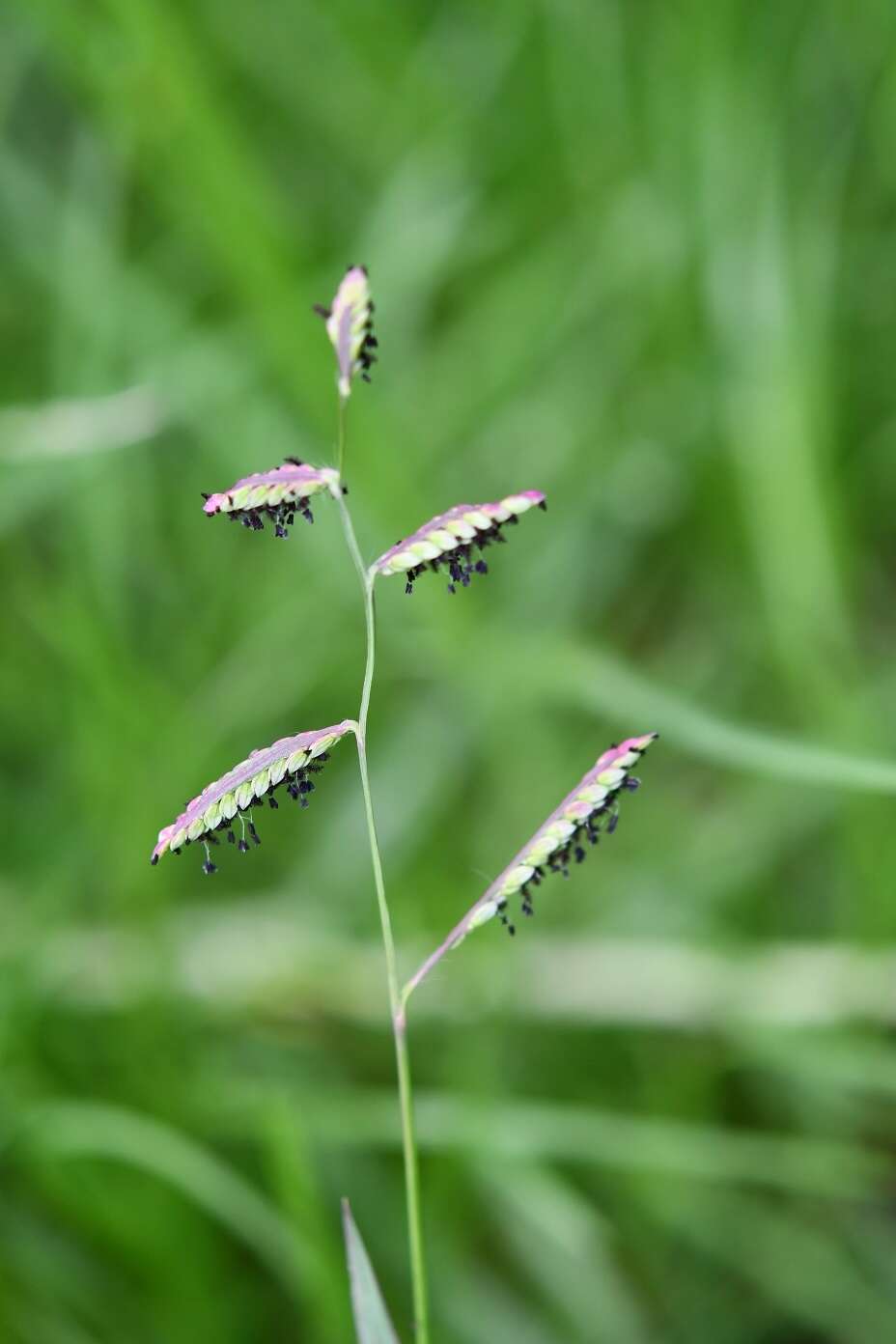 Слика од Paspalum chiapense Sánchez-Ken