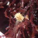 Image of Asterocolax gardneri