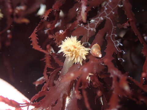 Image de Asterocolax gardneri