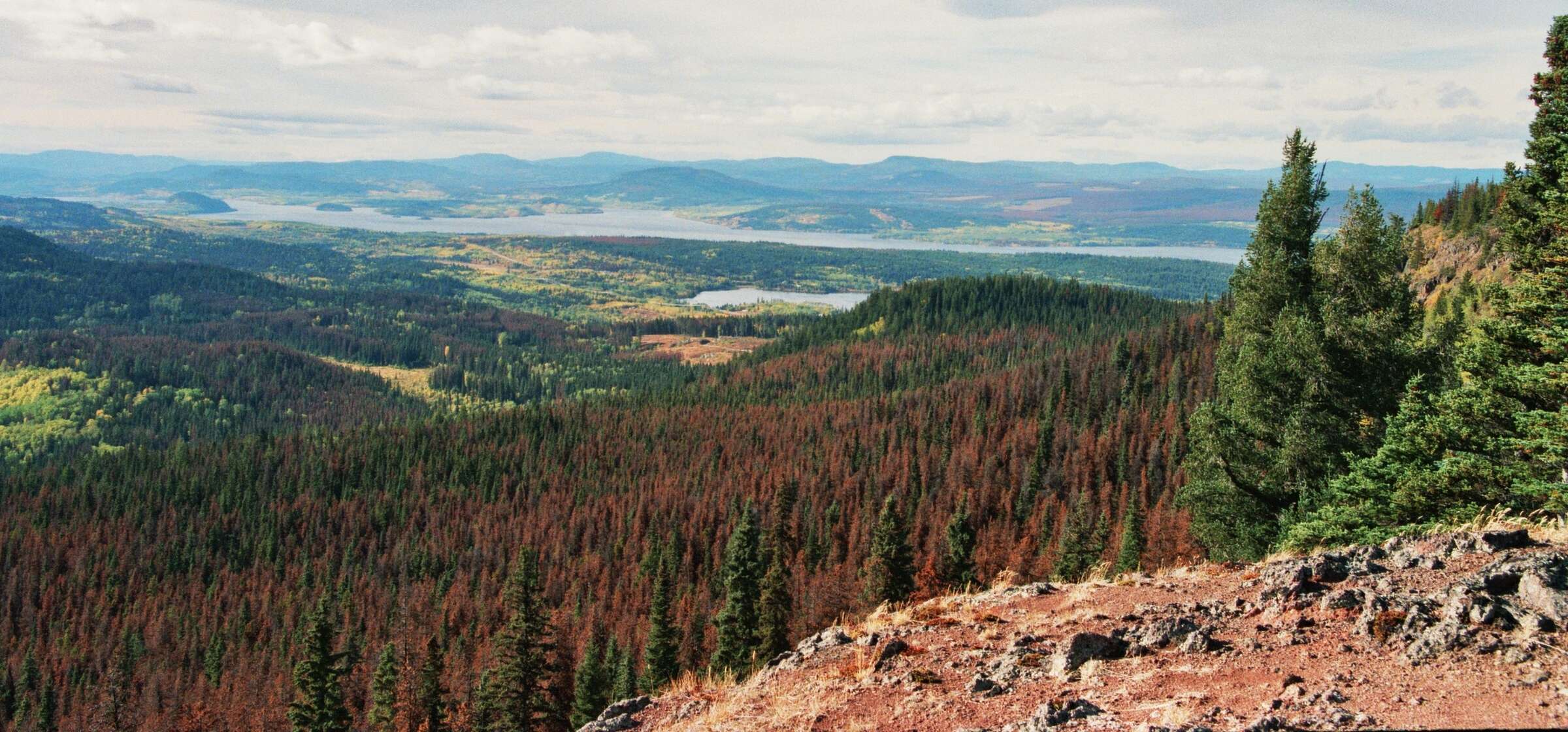 Image of Mountain Pine Beetle