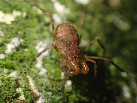 Image of Prasma tuberculata (Hogg 1920)