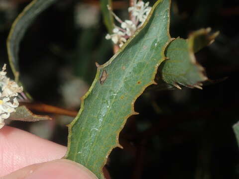 Image of Hakea anadenia Haegi