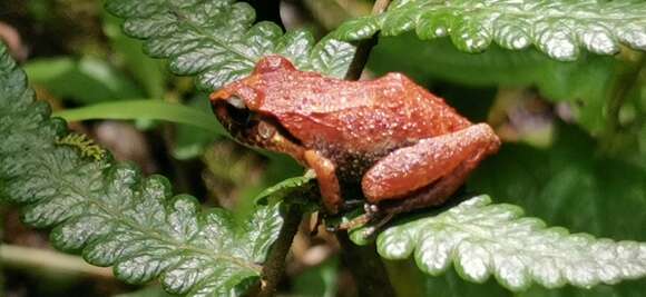 صورة Eleutherodactylus abbotti Cochran 1923